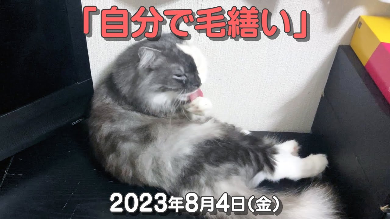 我が家の猫たち「自分で毛繕い」2023年8月4日(金) 