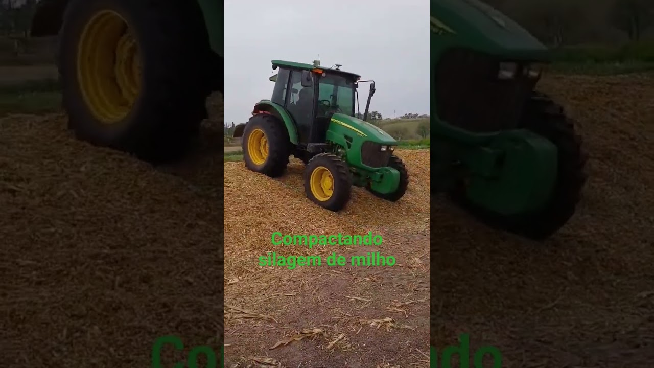 Compactando a silagem de milho #milho #silagem #nutricaoanimal #volumoso