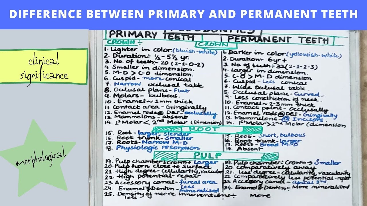 25 difference between primary and permanent teeth I pediatric dentistry