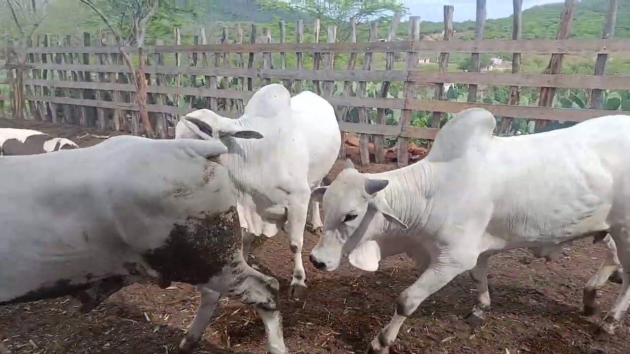 Mostrando a boiada que chegou na fazenda gratidão #pecuarista #gado #fazenda #sitio #agro 
