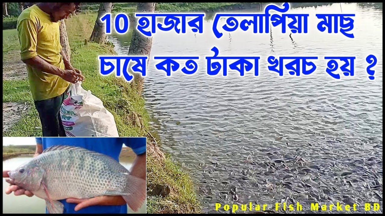 10 হাজার তেলাপিয়া মাছ চাষে কত টাকা খরচ হয় ও কত টাকা লাভ হয় | Tilapia fish Farming | Tilapia fish