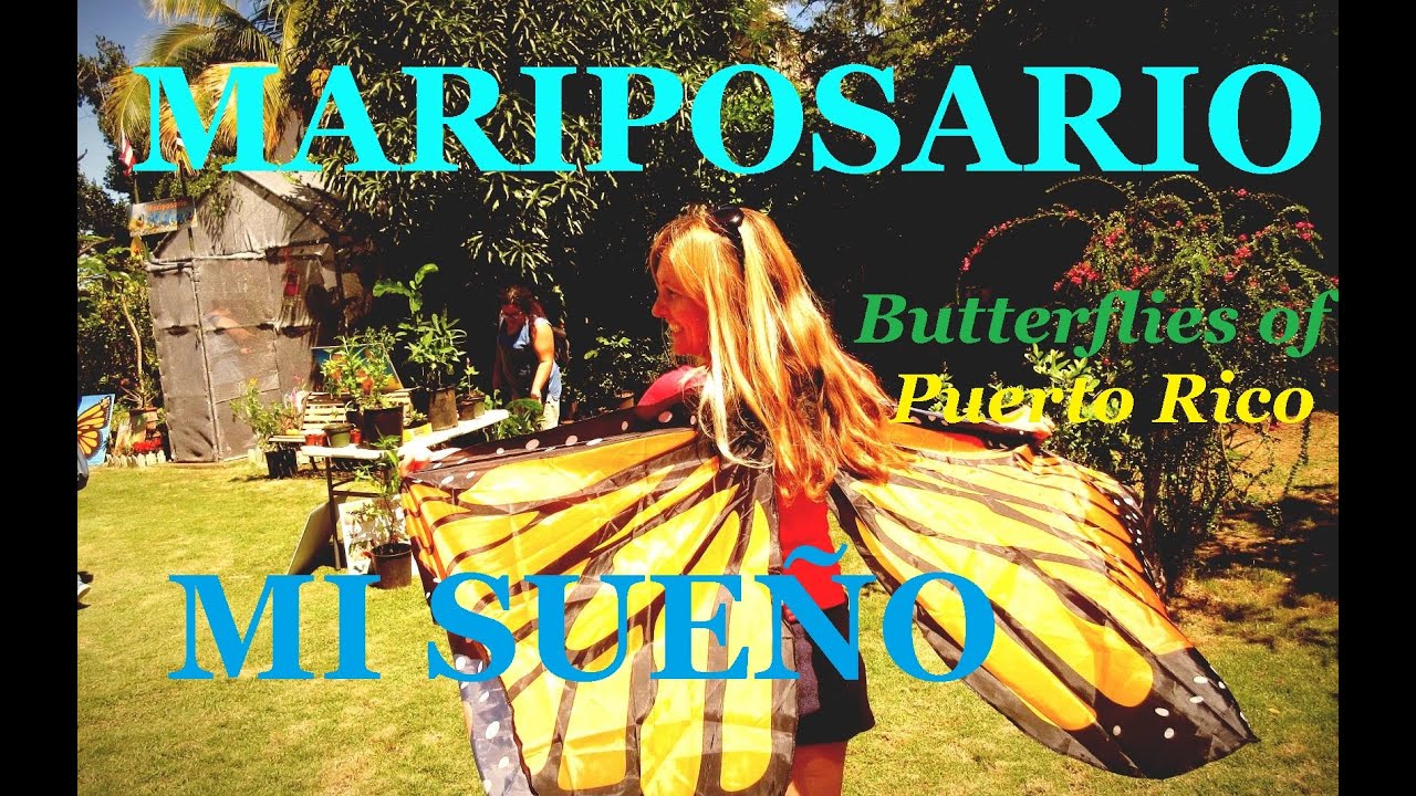 Visit a Private Mariposario (Butterfly Collection) in Quebradillas, Puerto Rico Mariposario Mi Sueño