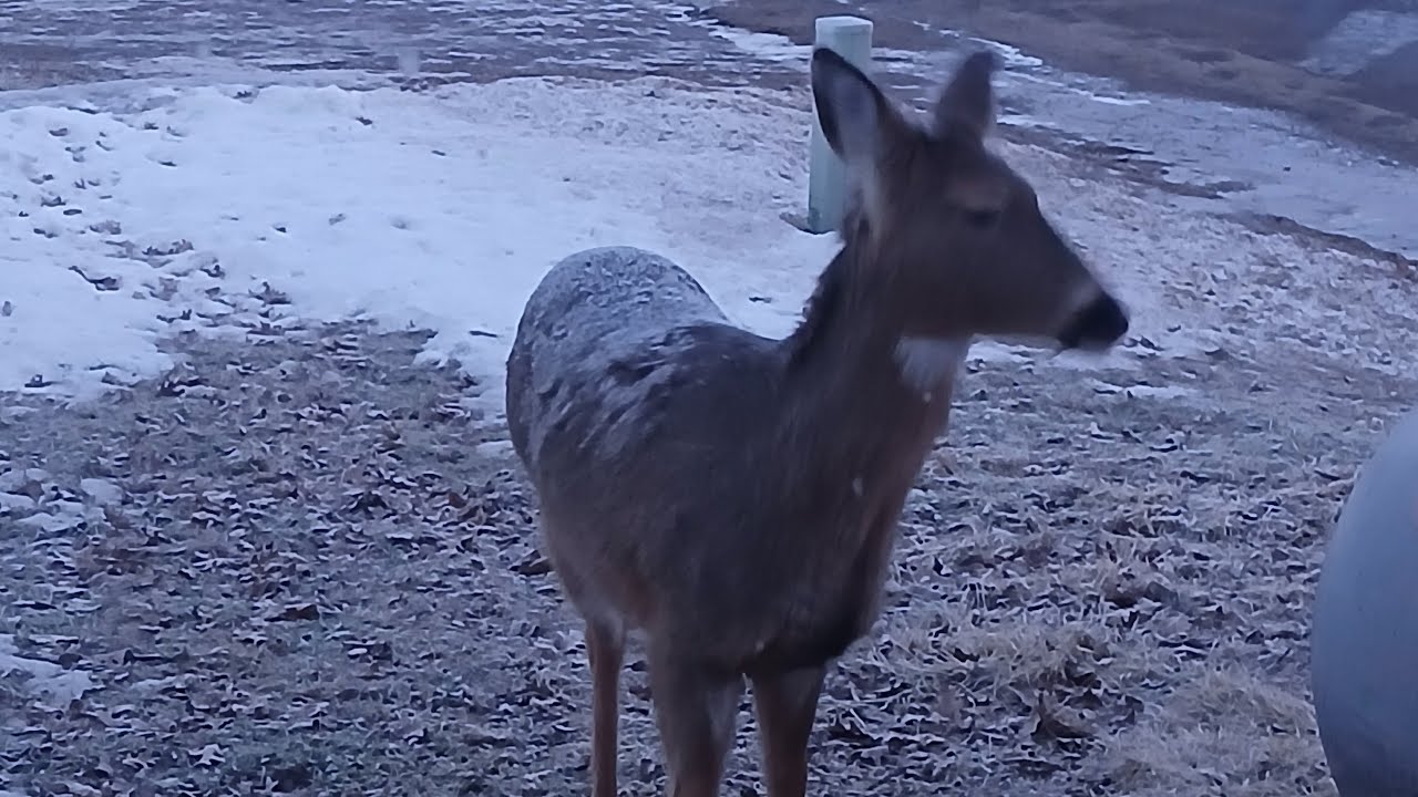 Nature Watching