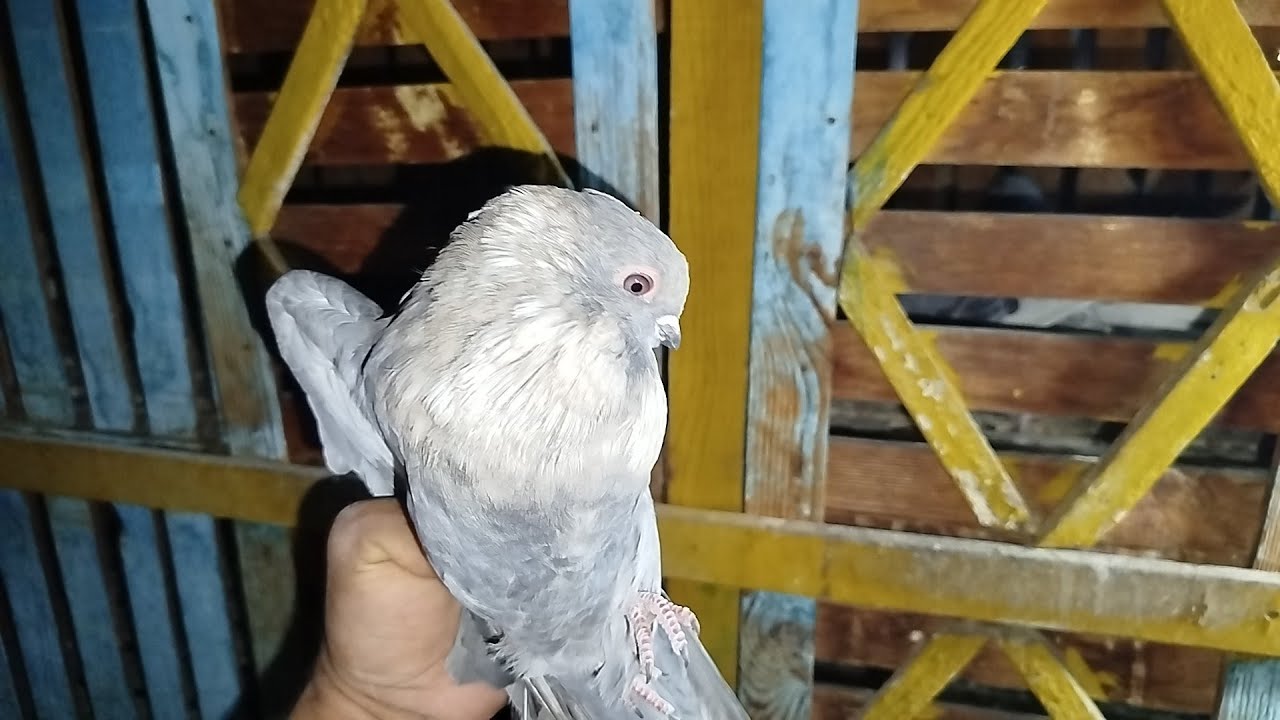 افضل علاج للسالمونيلا المفصليه💥💥