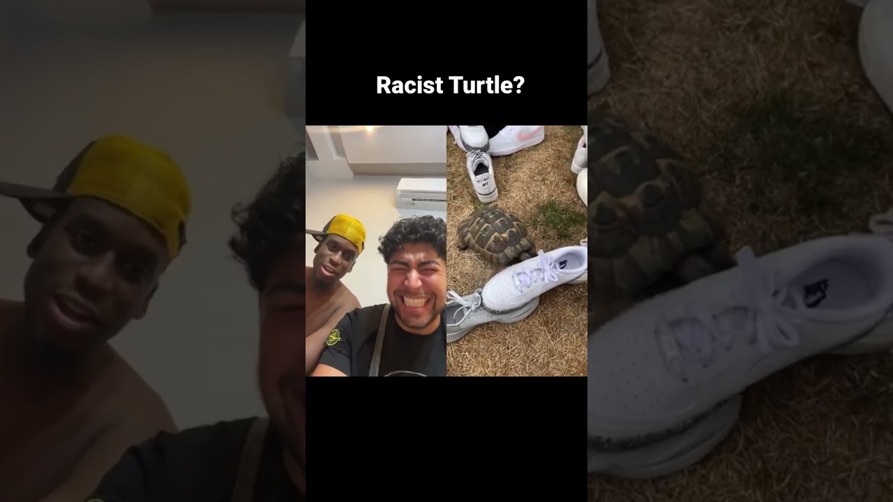 Черепашка ⁉️💀🐢 @masteroogwgay