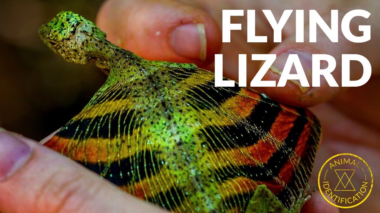 Dragon with Real Wings? ft. Draco Lizard