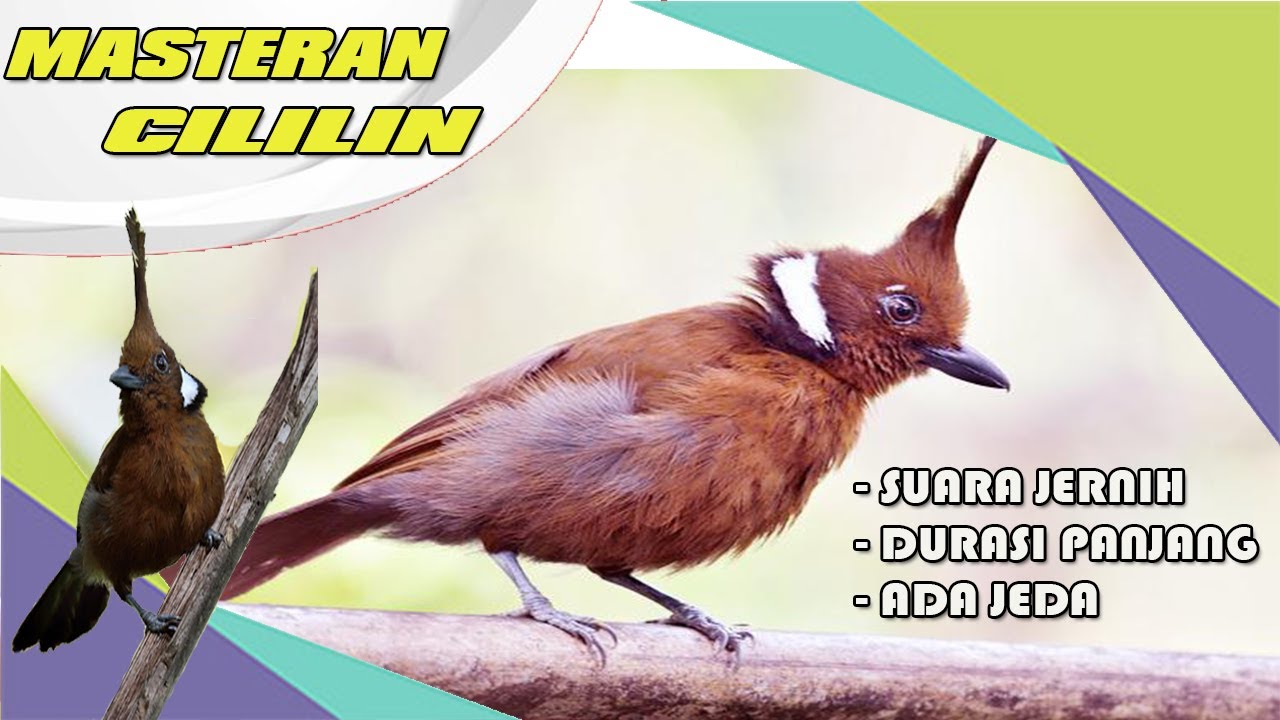 Masteran Burung Cililin, Untuk Pemasteran Burung Murai Batu | Durasi Panjang, Berjeda & Suara Jernih
