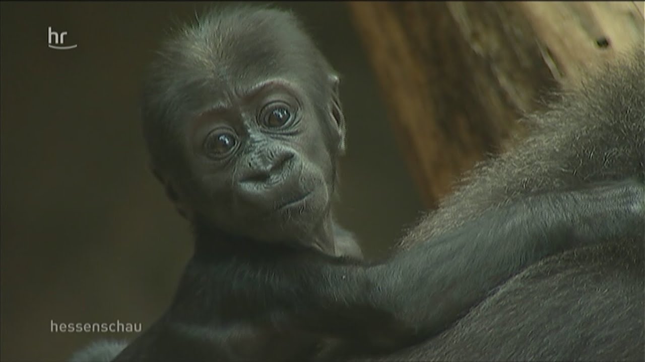 Frankfurt:  Gorilla-Baby macht Mama stolz