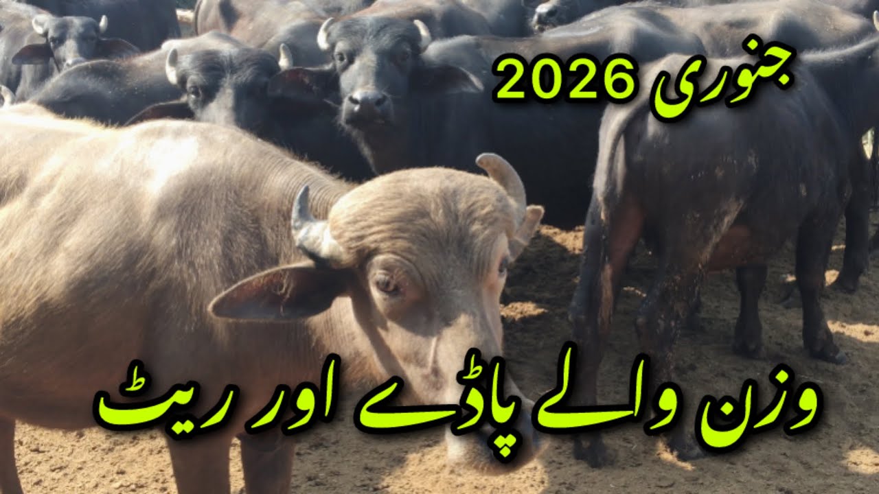 Kato Mall price 2026