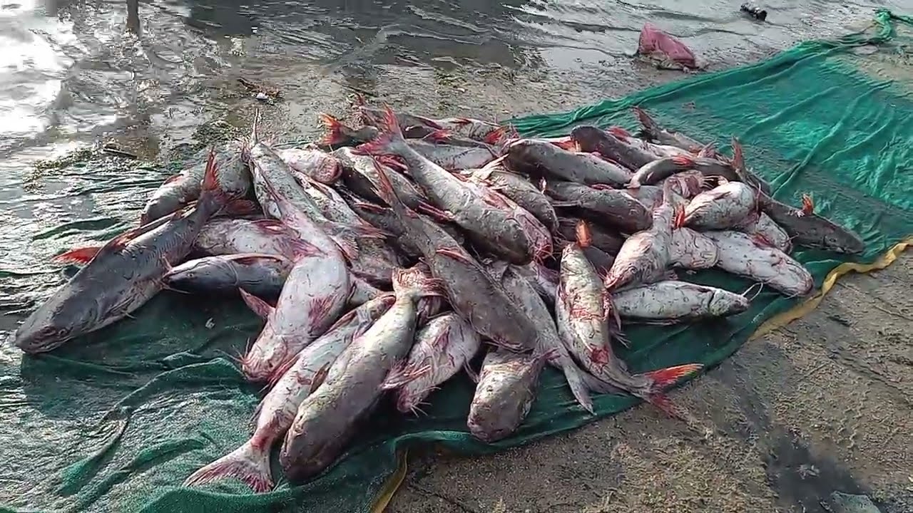 Khaga Fish Video Gujarat Fisherman Jakhu Bandar