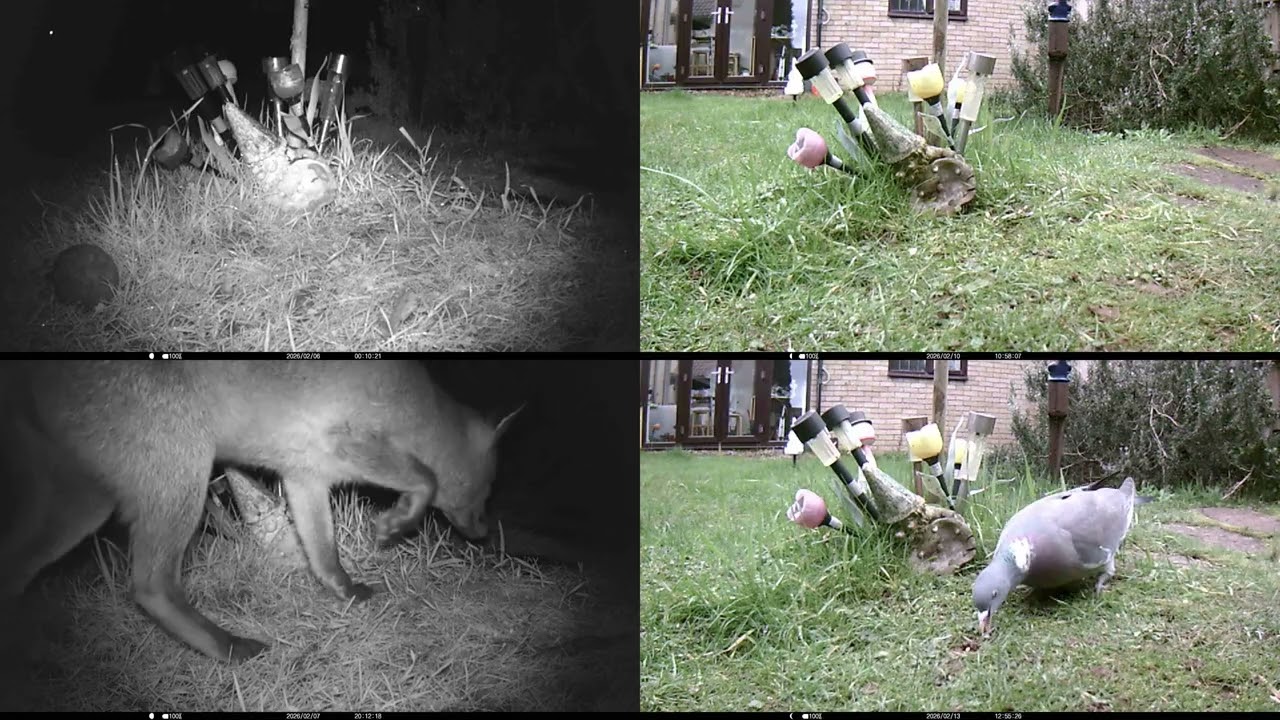 Under the Bird Table 20260205 to 20260215