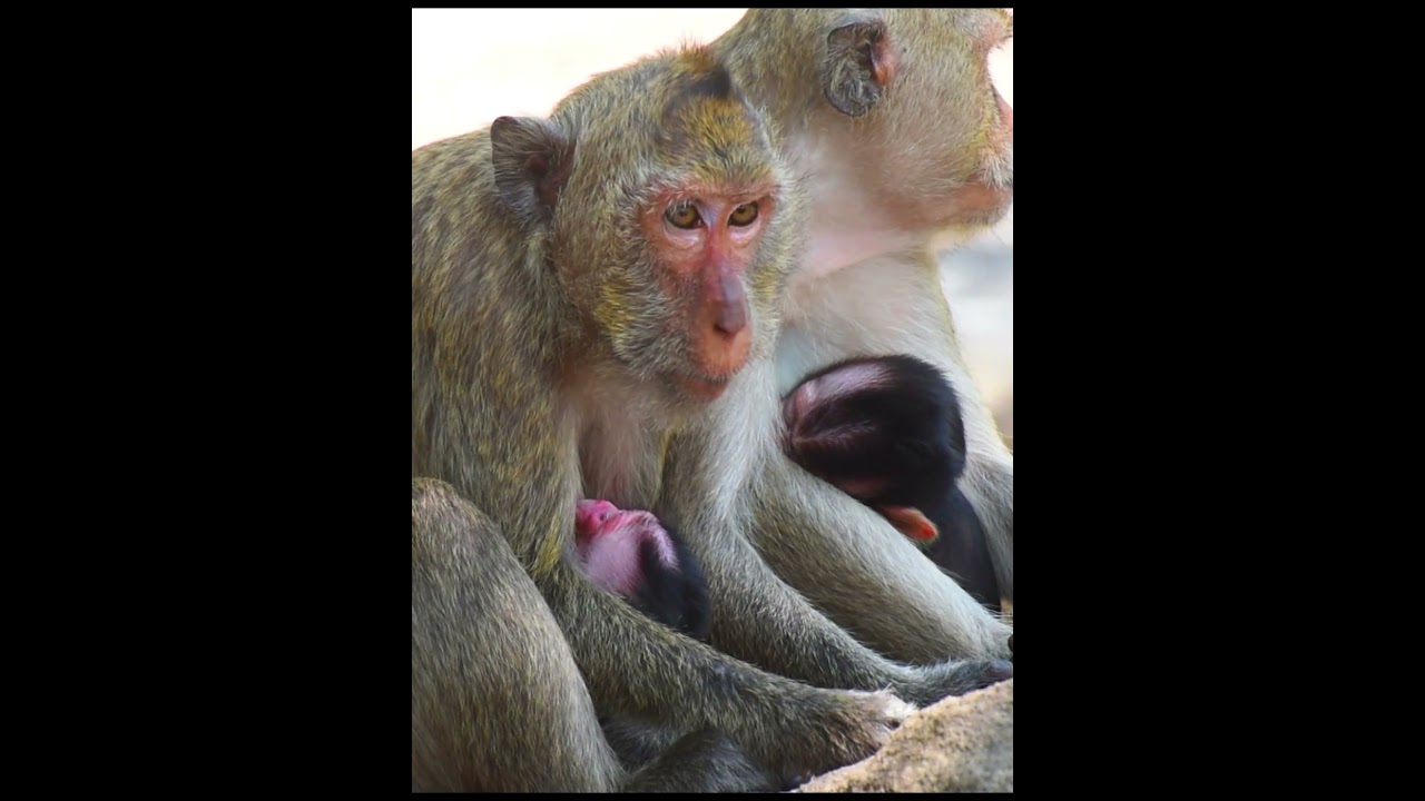 Very nice a little baby monkey