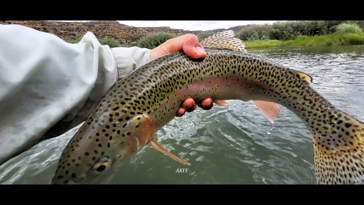 San Juan River Fishing Report end of June 2026 Baetis Bend they are biting very good