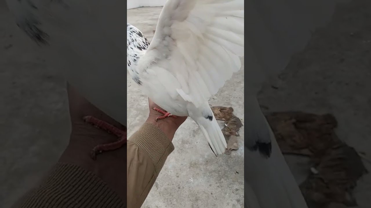 Faizabad (Ayodhya) Pigeons World  is live!