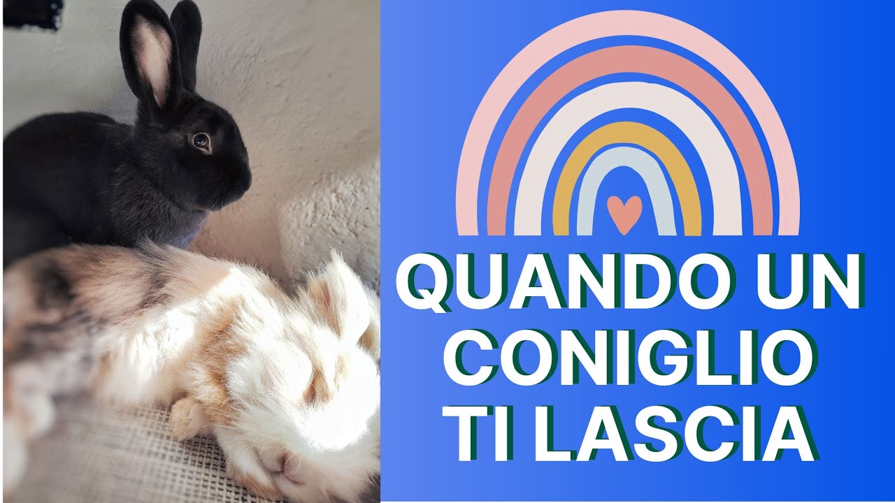 Come affrontare il LUTTO di un ANIMALE