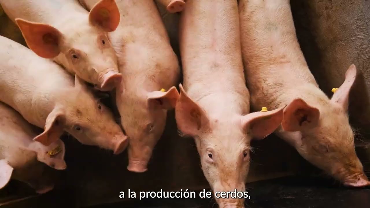 Cipa 2025