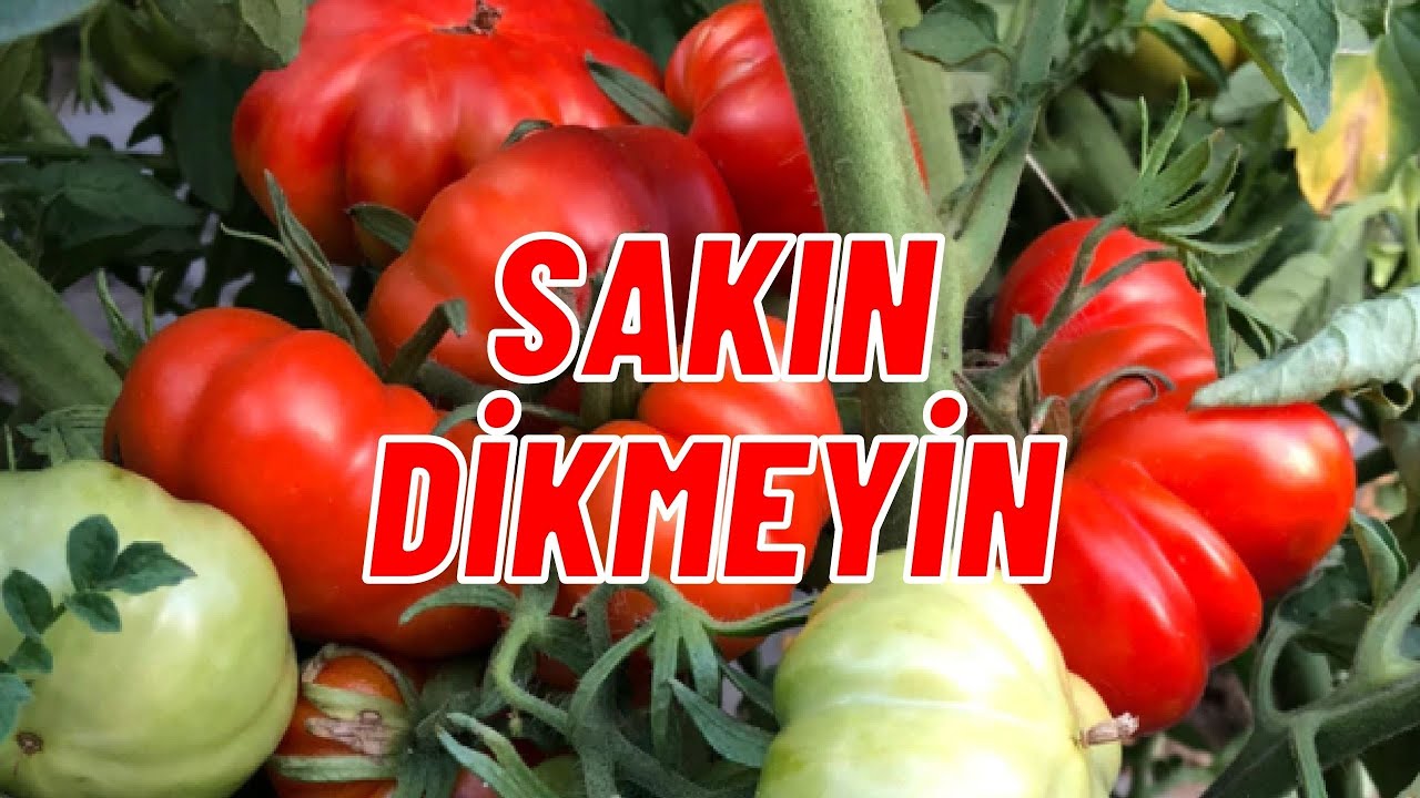 DOMATES YANINA KESİNLİKLE DİKMEYİN I #kardeşbitkisistemi