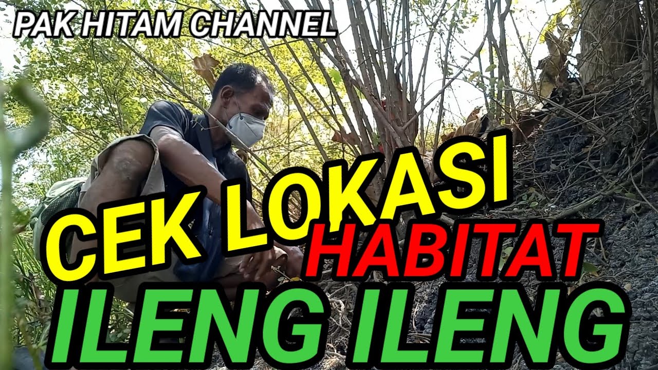 CEK LOKASI HABITAT ILENG ILENG