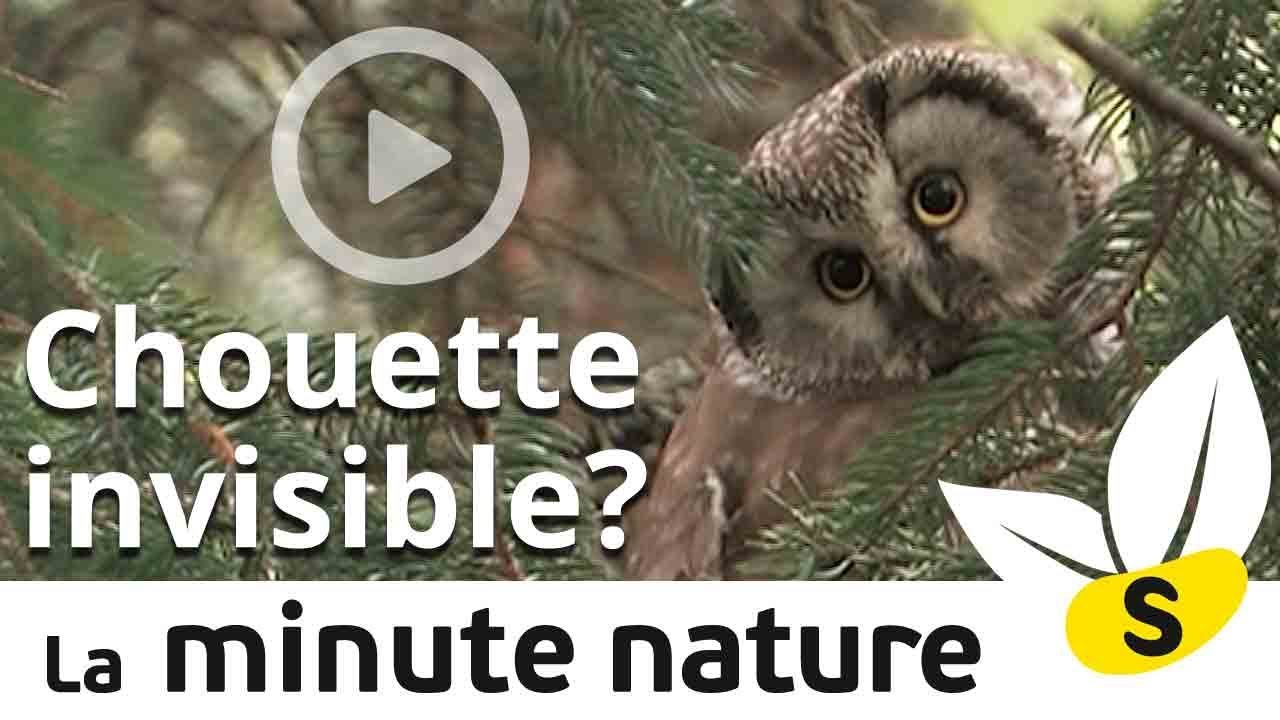 UNE CHOUETTE INVISIBLE? (No 80)