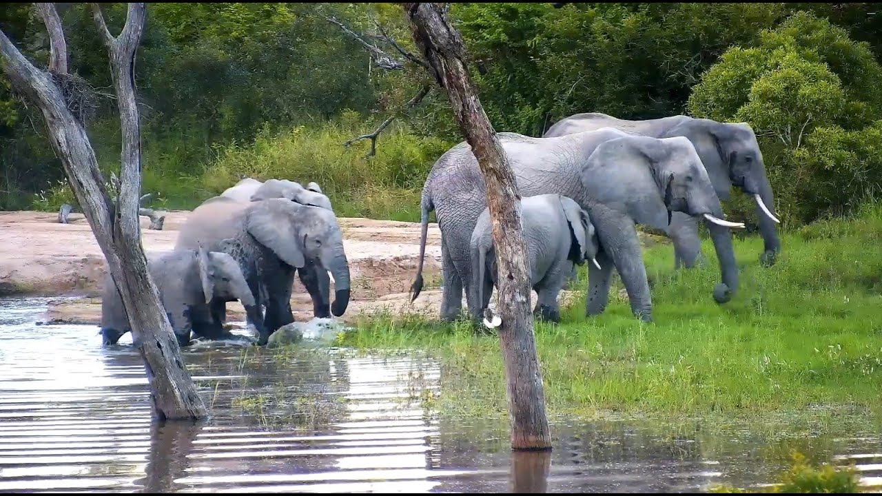 Elephants Plus Water Equals an Afternoon of Fun Highlights  2/10/26
