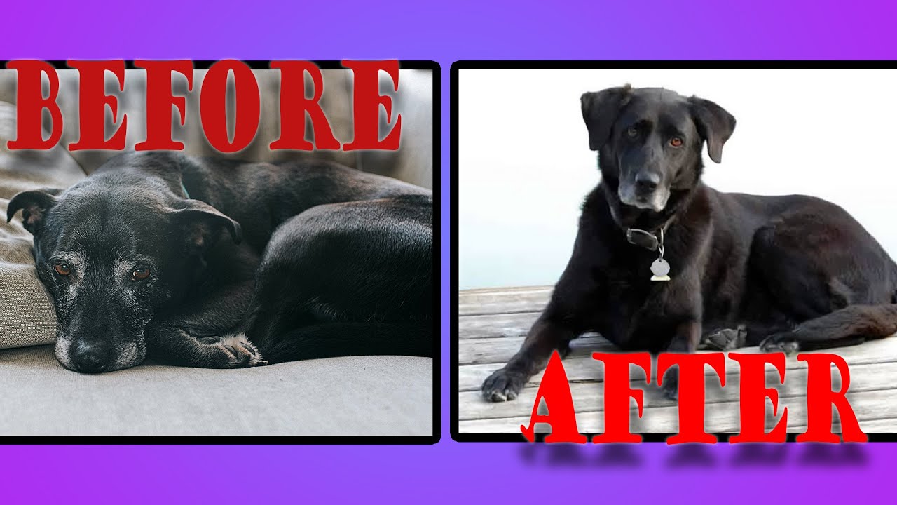 How to help your Dog with Arthritis Pain