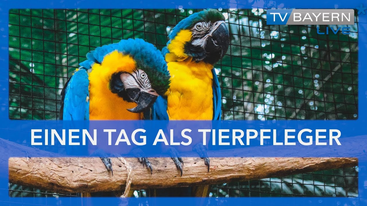 Einen Tag als Tierpfleger