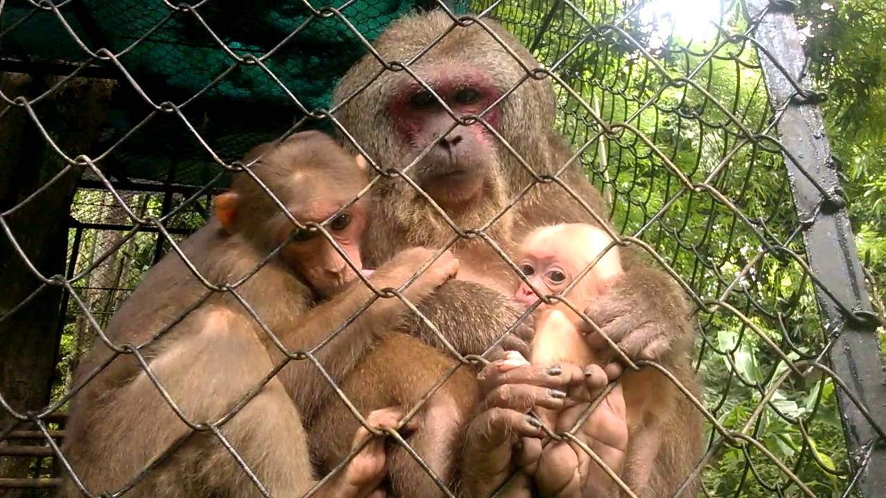 Cute babies of Stump tailed macaque and their mother