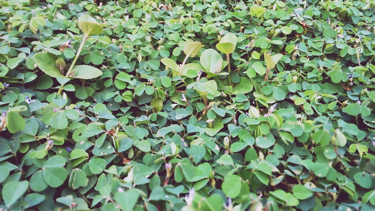 Desmodium triflorum tour. Srilanka
