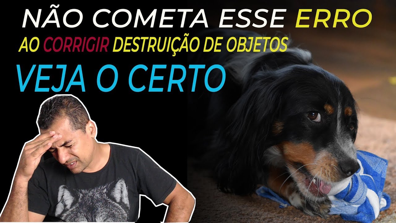VOCÊ NUNCA PODE CORRIGIR SEU CÃO DESSE JEITO - DESTRUIÇÃO