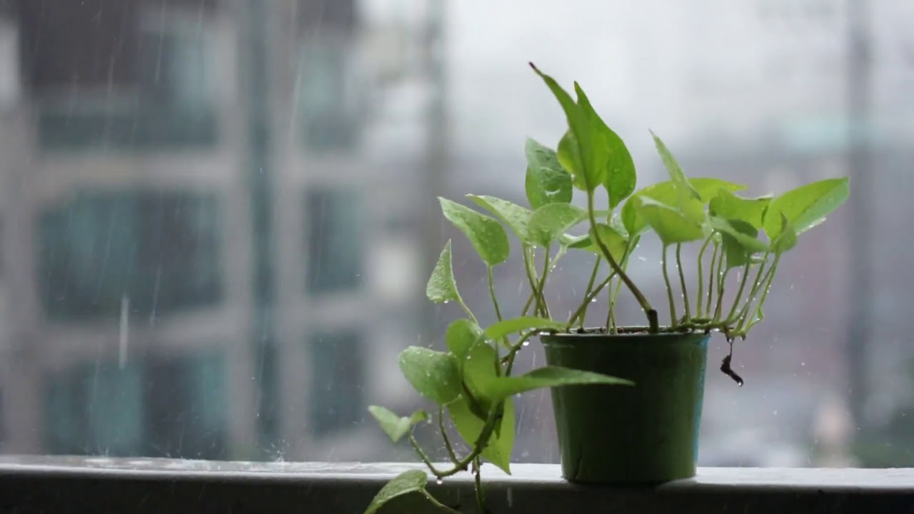 시원하게 비오는 소리 1시간 🌿 뇌가 맑아지는 폭우 백색소음 (불면증 치유 & 집중력 향상)