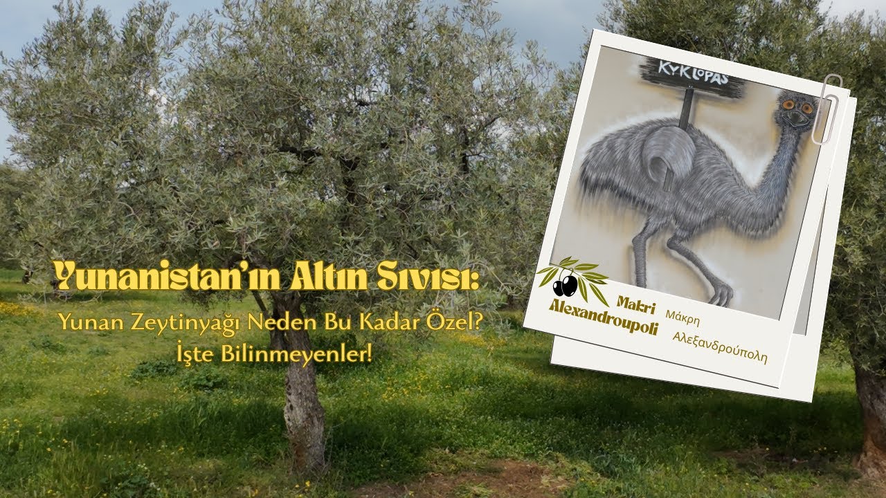 Yunanistan'da Zeytinyağı Üretimi: Bin Yıllık Gelenek Nasıl Yaşıyor? #oliveoil #zeytinyağı #greek