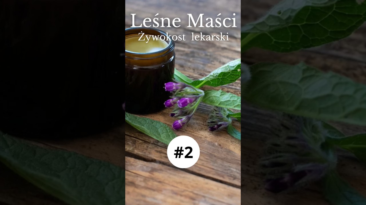 Leśne maści - Żywokost lekarski #las #zioła #ziołolecznictwo #natura #przepis #leśnaspiżarnia #laka
