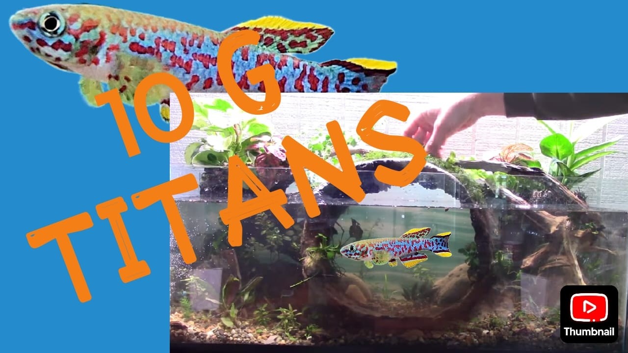 10 Gallon Titans: Who Will Be Crowned Champion??