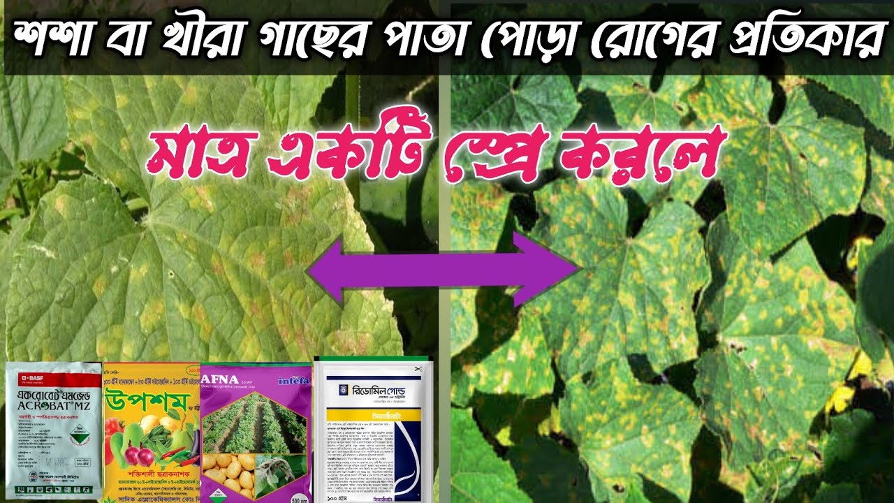 শশা গাছের পাতা পোড়া রোগের প্রতিকার। শশা গাছের ডাউনি মিলডিউ রোগের প্রতিকার। শশা গাছ হলুদ হওয়ার কারণ