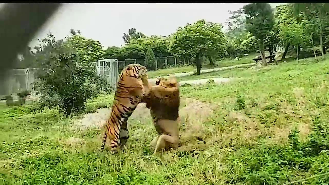 獅子與老虎再次发生激烈衝突打鬥The lion and the tiger fight fiercely
