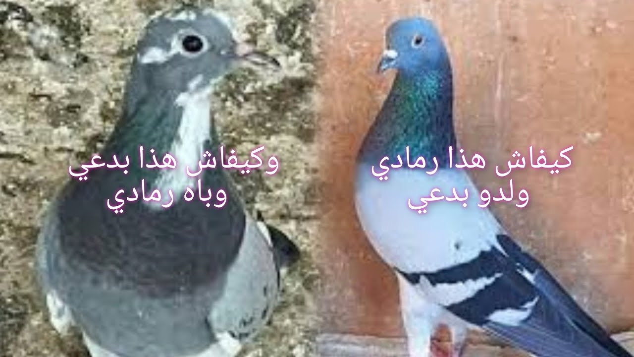 اجي تعرف كيفاش هذا رمادي ما فيهش الابيض وخارج منو بدعي
