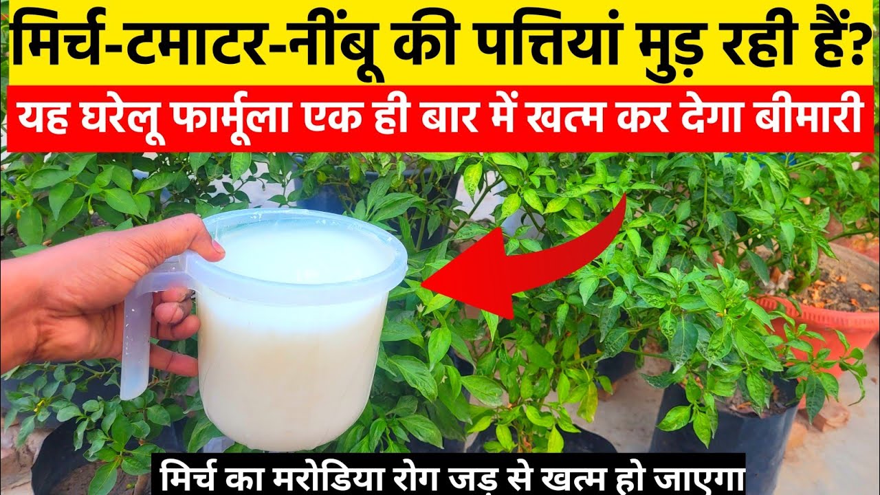 मिर्च-टमाटर-नींबू की पत्तियां मुड़ रही हैं? यह घरेलू फार्मूला एक ही बार में खत्म कर देगा बीमारी
