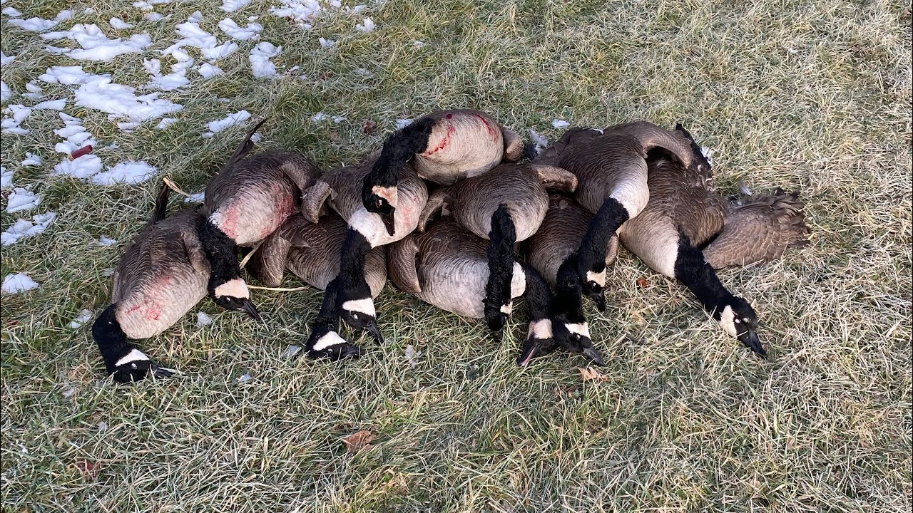 OHIO late season Goose hunting!