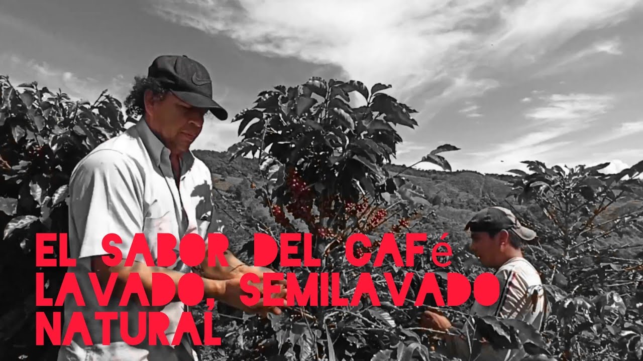 QUE es un CAFE lavado, semilavado, natural. Como INFLUYEN en el SABOR🤔