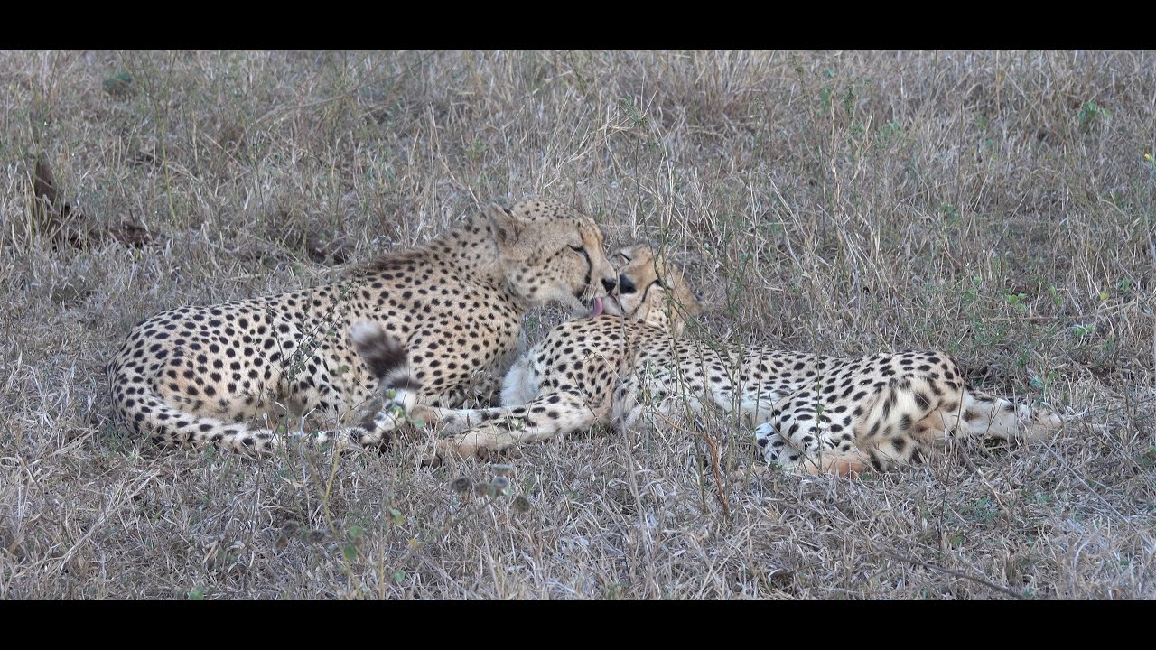 Cheetah calling to find brother then mutual grooming