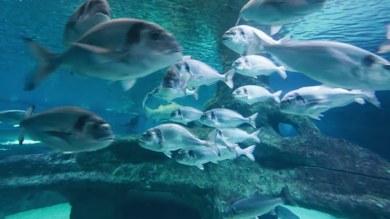 25/01/26 Aquarium Costa de Almería: no es grande, pero para personas con baja visión tiene mucha luz