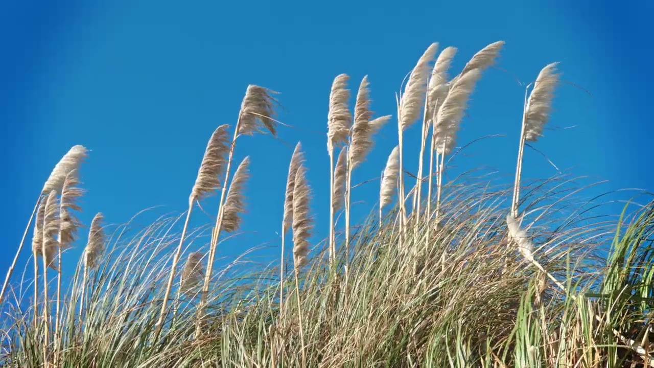 A Warm Spring Day by the Ocean.