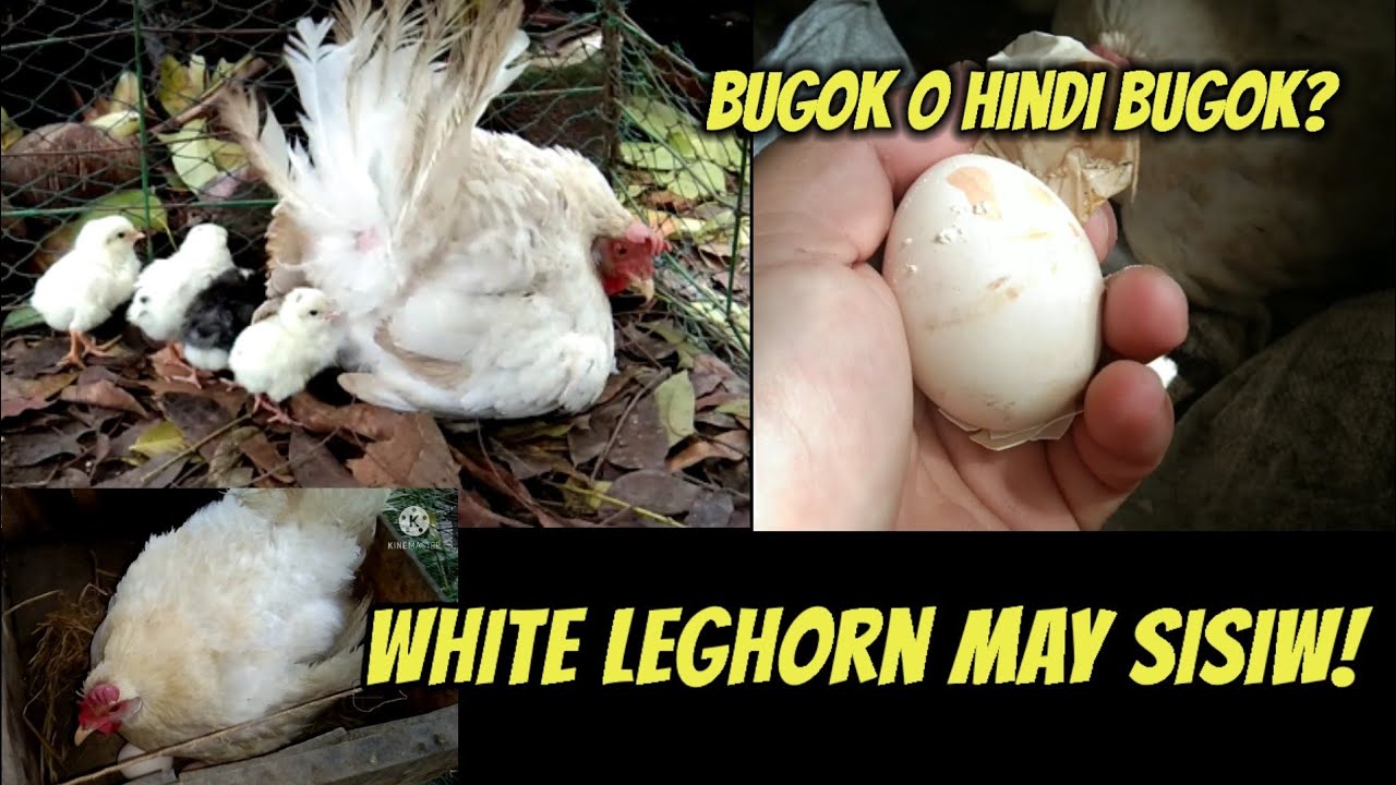 Paano malalaman na bugok ang itlog sa araw ng pag pisa? | white leghorn nag lim-lim!