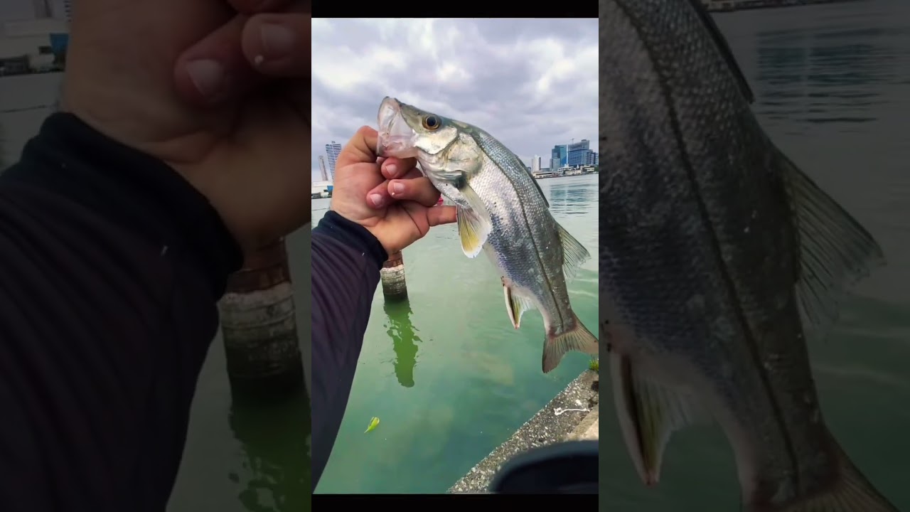 ROBALO PEVA! 
