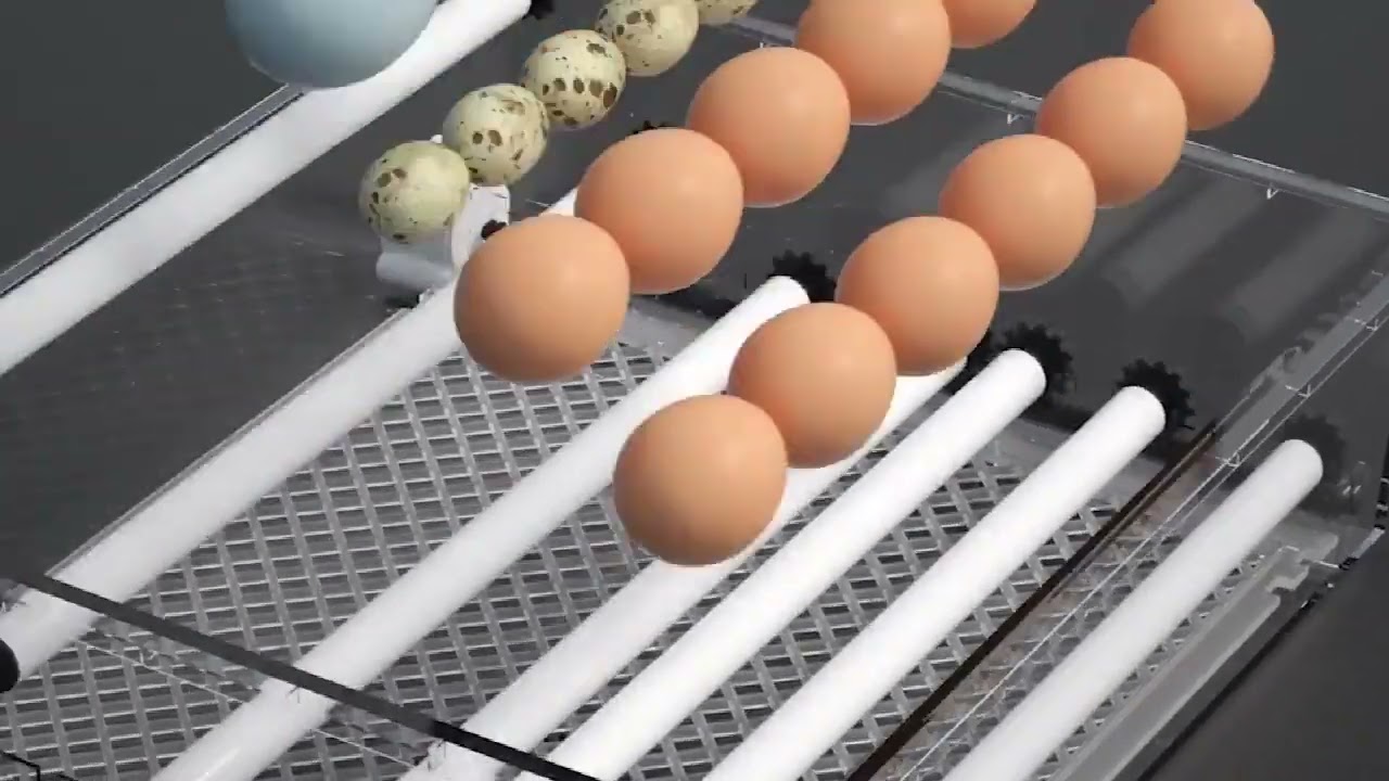 Incubadora Autom&aacute;tica De Aves Corral Para Pollos, 36 Huevos