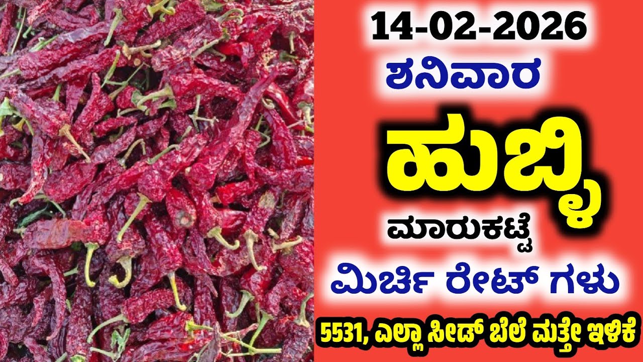 14-02-2026  Hubli Market Mirchi Rates | Today Mirchi Rate | Hubli Market | Byadgi Market #mirchirate
