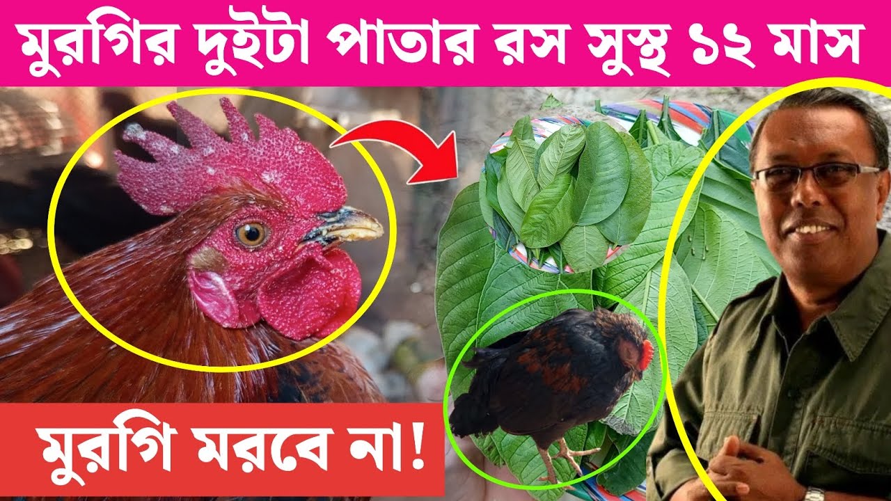মুরগির দুইটা পাতা দিয়ে সারা বছর সুস্থ রাখুন 🐔🌿 Desi Murgi Palan | দেশি মুরগি পালন পদ্ধতি