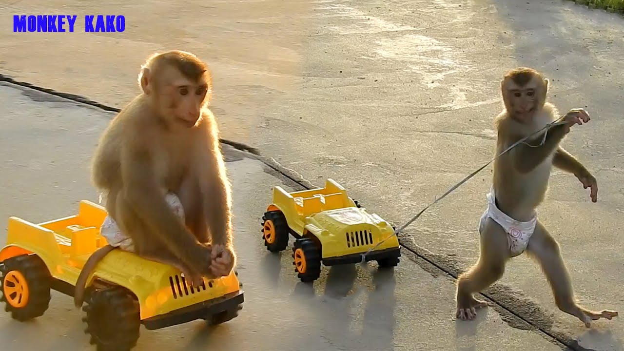 Adorable Monkey Kako Training Riding And Dragging Toy Car With Mom