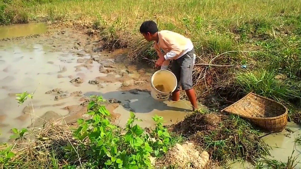 Khmer Net fishing at Pailin province - Cambodia Traditional fishing - khmer cast fishing #2
