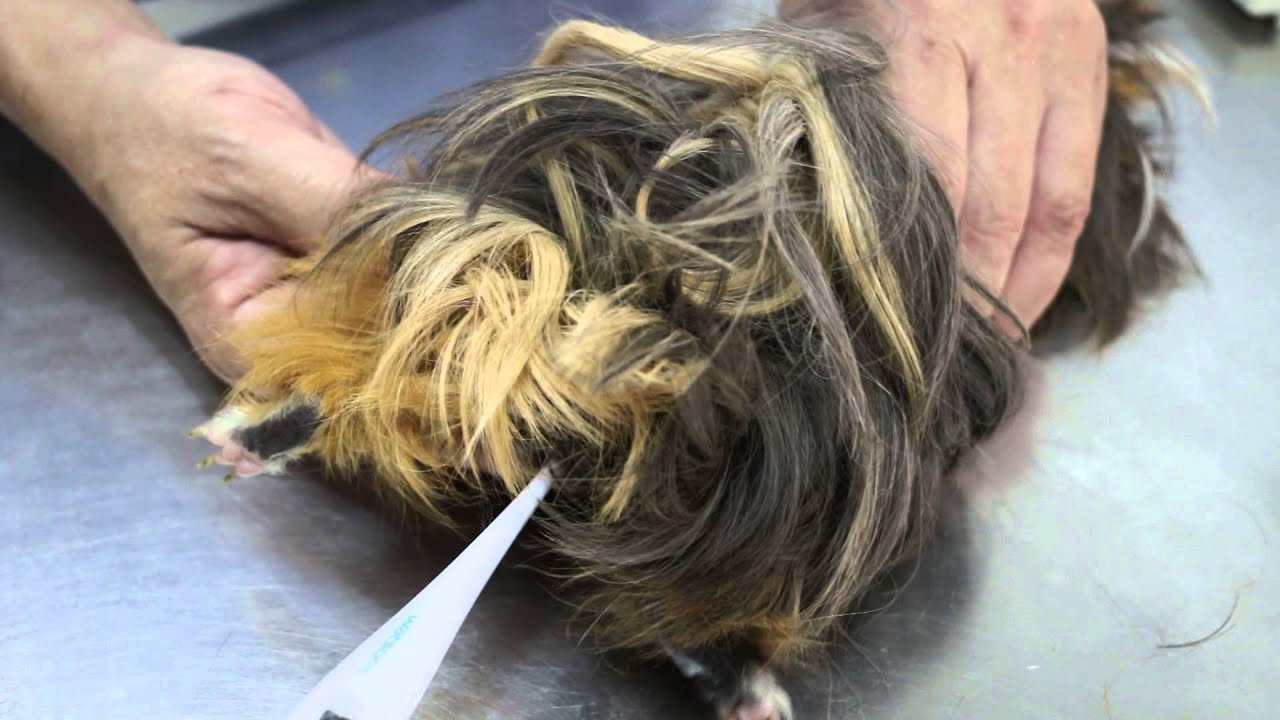 A 7-year-old guinea pig is very weak